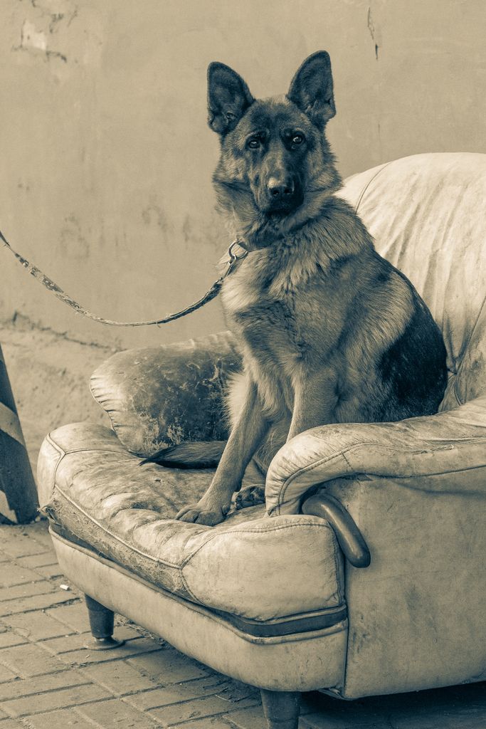 Identifying Pancreatic Enzyme Deficiencies in German Shepherds: A Guide