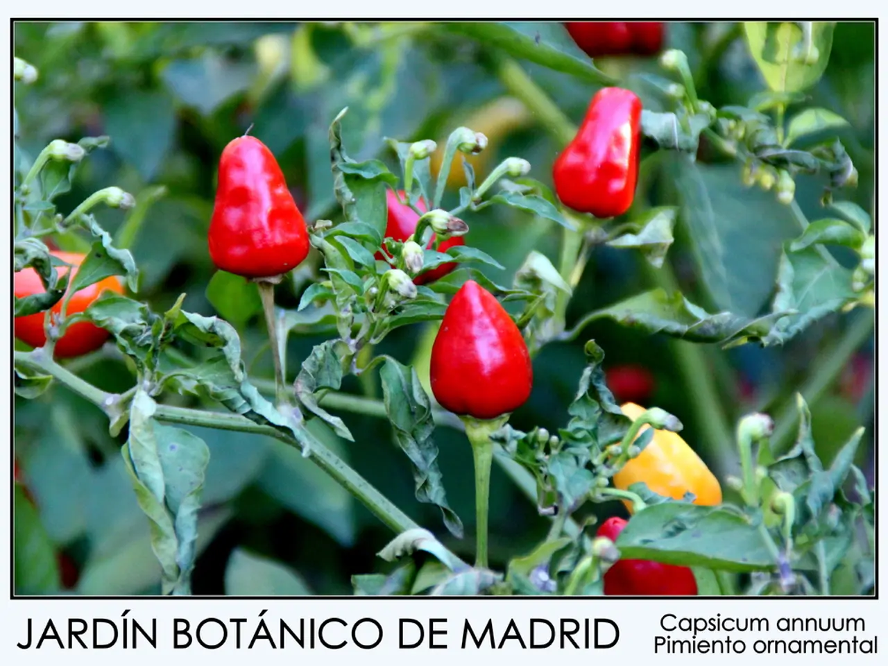 Daily Consumption of Ginger and Turmeric Shots for Two Months - Experiences Shared