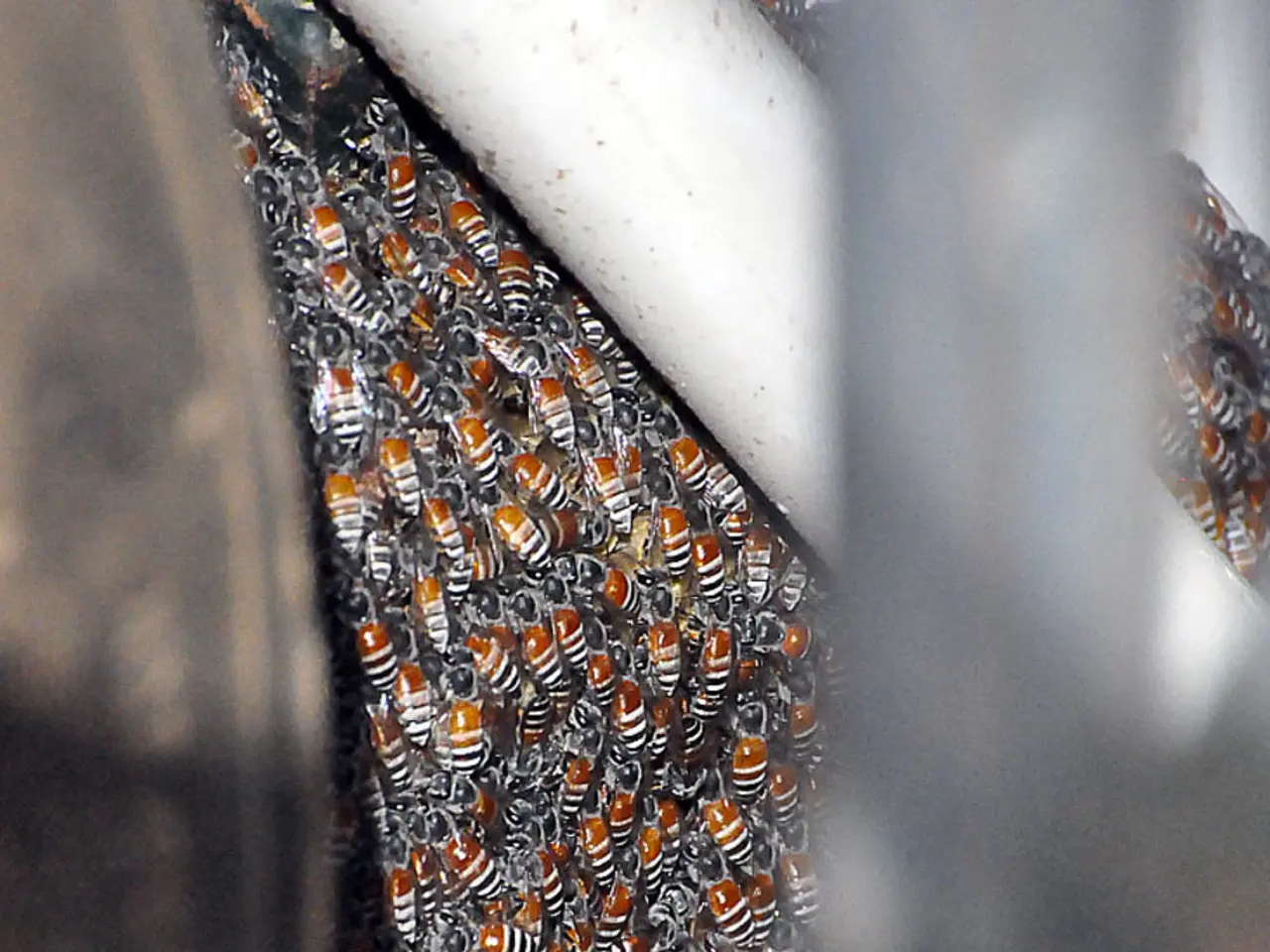 Tips for Allergy Sufferers: Managing Insect Bites and Airborne Allergens