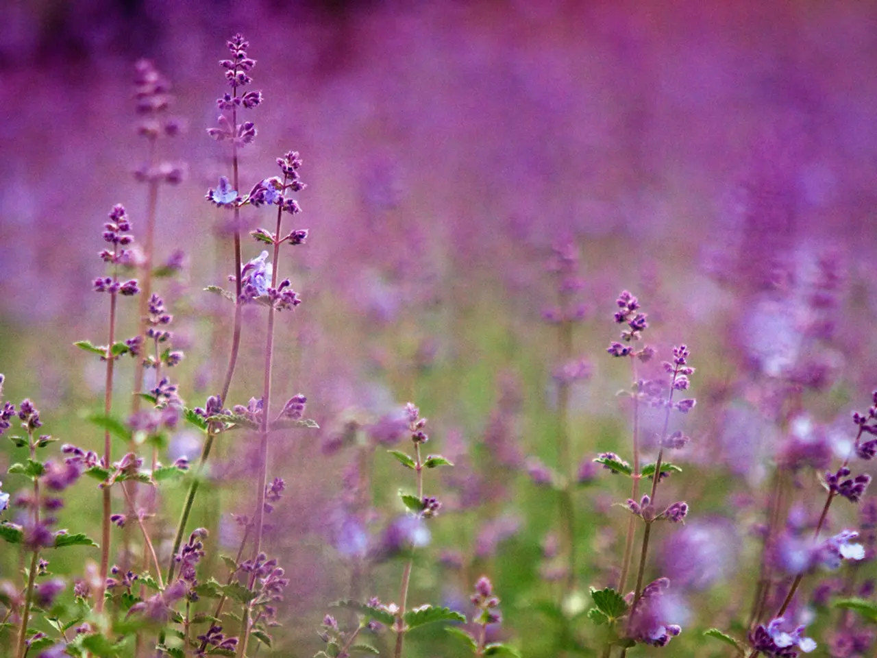 Herbal supplements' impact on emotional health explored