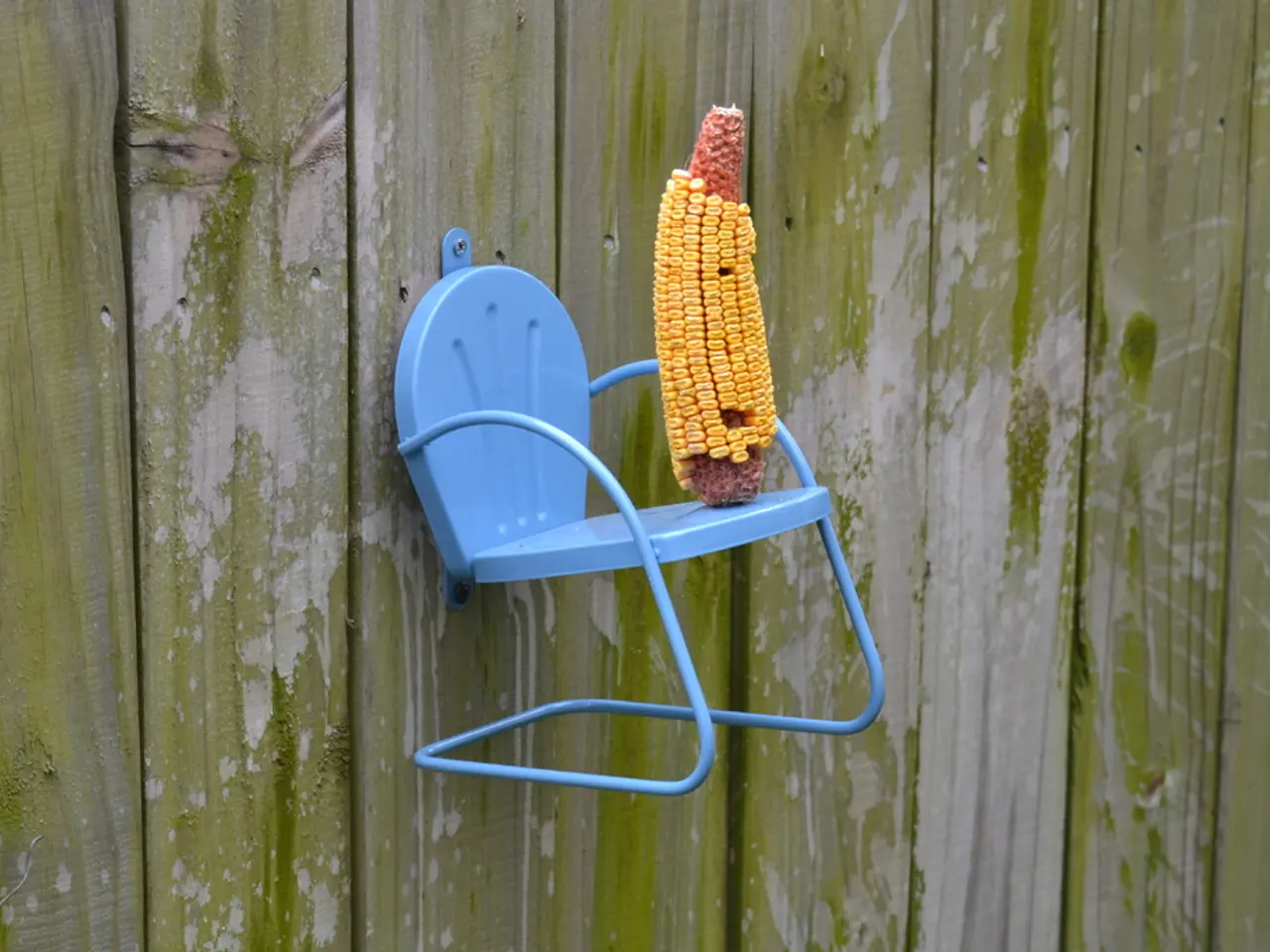 Distinction between Corns and Calluses and Remedies for Each: An Explanation