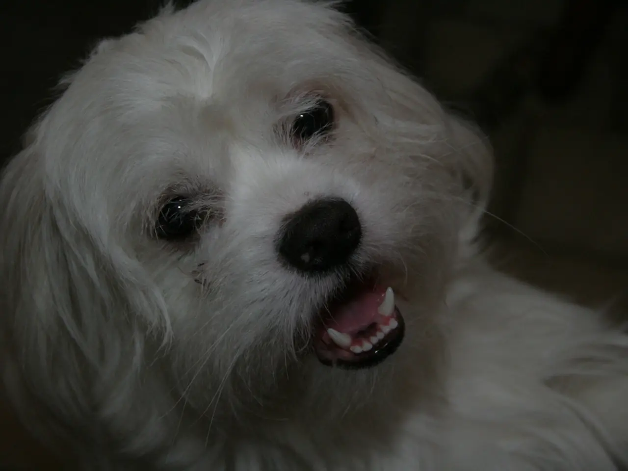 Dog Eye Discharge: Varieties, Underlying Causes, and Vet-Recommended Remedies