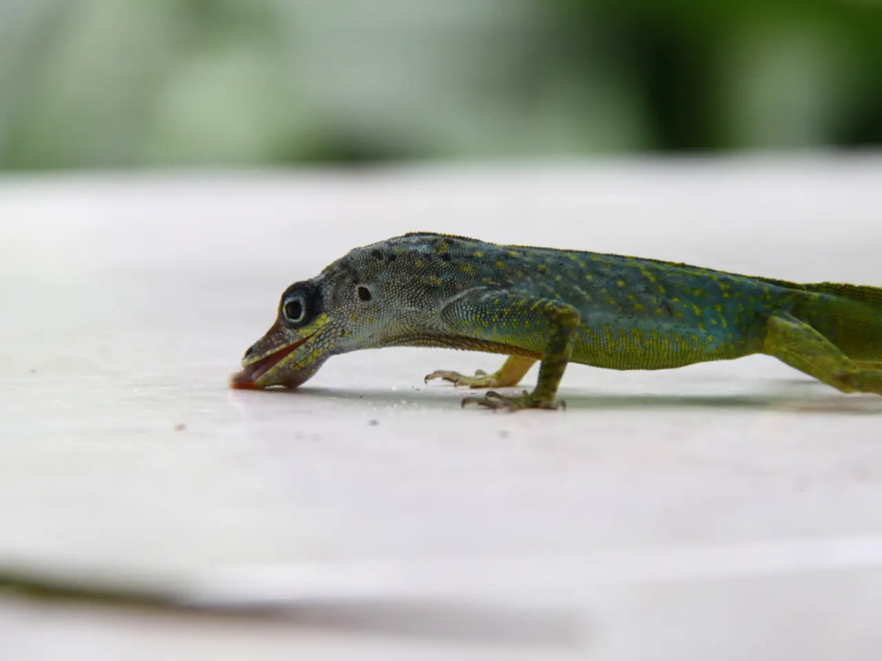 Axolotl Hues: Exploring the Authentic, the Lab-created, and the Imaginary Varieties