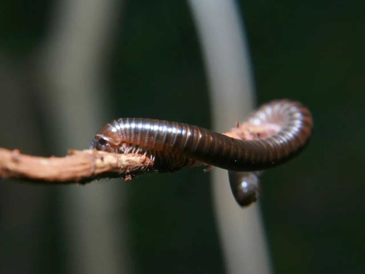 Eye Inhabitants: Categories, Remedies, and Protective Measures