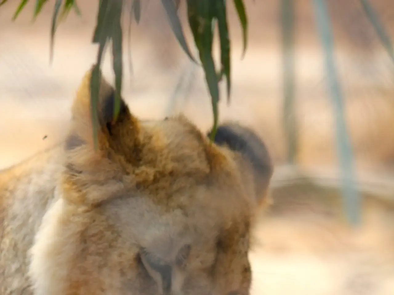 Understanding the emotional experiences of animals: An examination