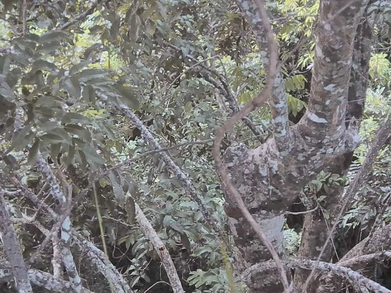 USGBC's LEED Green Associate Certification: Forest Stewardship Council Confirms Eco-Friendly...