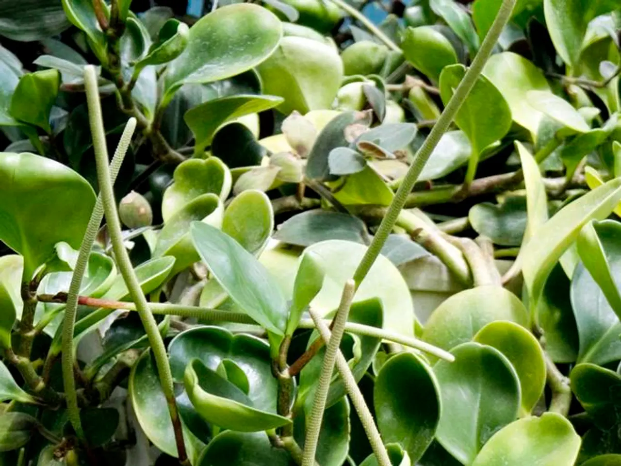 Exploring Hydrogen'ssignificance: Discovering hidden soil information for enhanced plant...