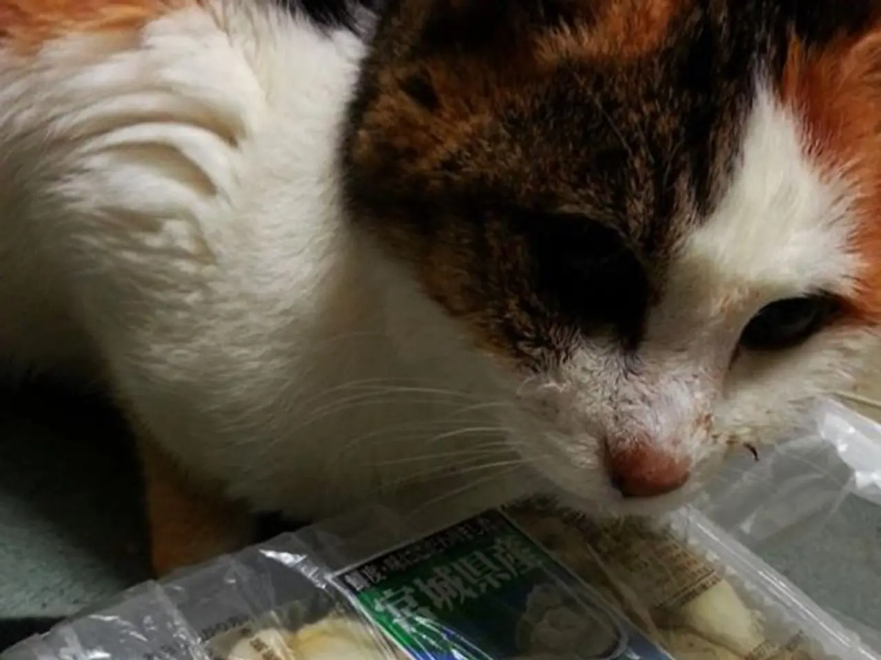 In this picture I can see there is a cat and there is food placed in front of it.