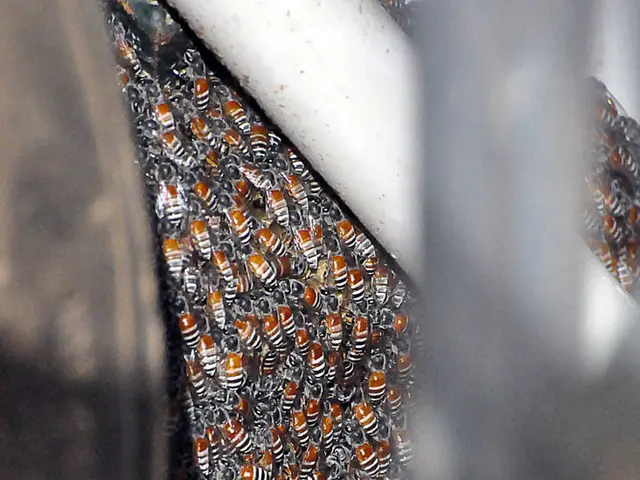 Experiencing Mānuka Honey for the First Time: A Guide to Its Impacts and Benefits