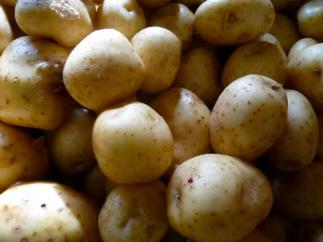 Consuming Raw or Sprouted Potatoes: Potential Health Risks Explored