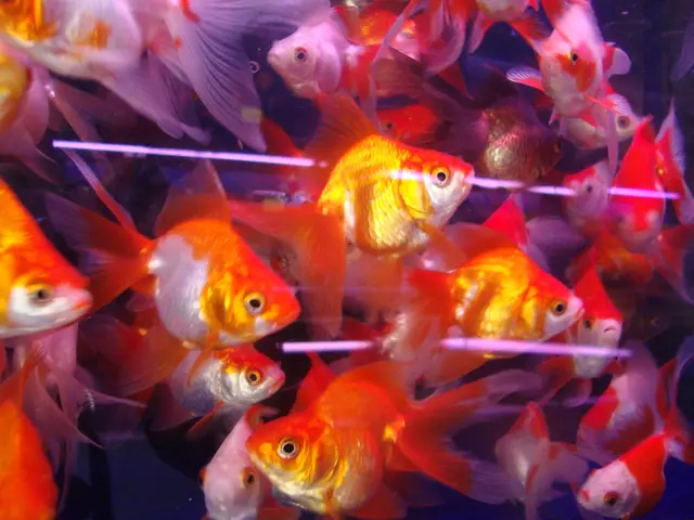 Beware While Swimming - Detection of Toxic Blue Algae