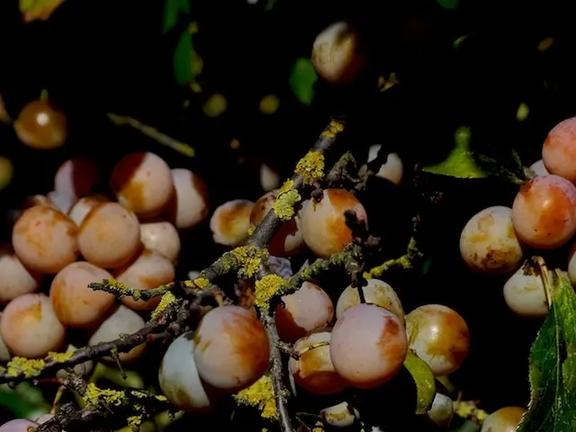 Microgreens as the Latest Nutritional Phenomenon: Unveiling the Reasons Behind Their Superfood...