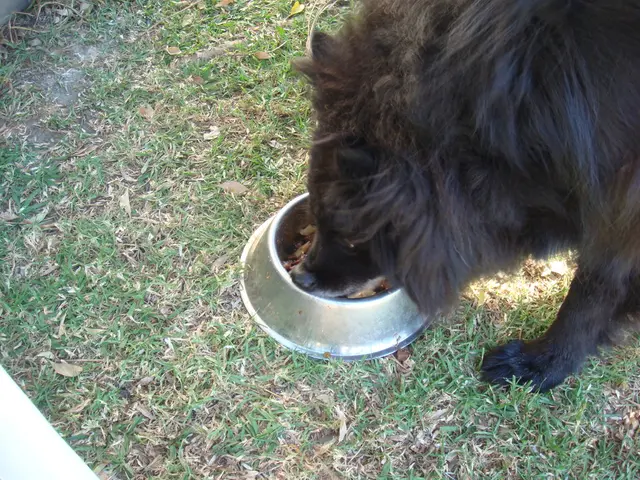 Low Phosphorus Dog Food Suggestions: Four Notable Choices