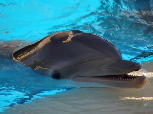 Dolphins potentialy don't utilize echolocation to "see," but rather to "sense" through it.