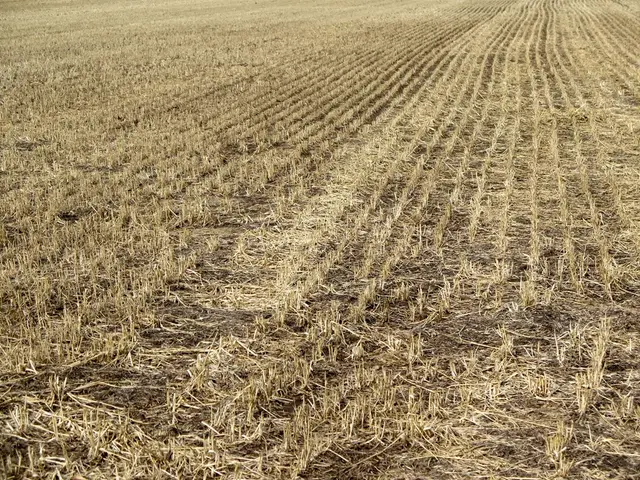 Fungal Infection Affects Turf Sandy soils, Causing Visible Circle-shaped Lesions on Grass Surface