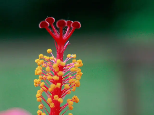 Techniques for Managing Spring Allergy Symptoms