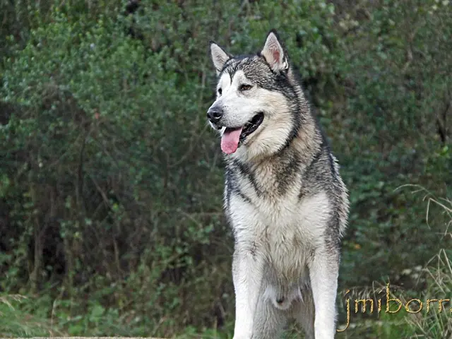 Dream Interpretation: Deciphering the Symbolism of a Wolf Bite