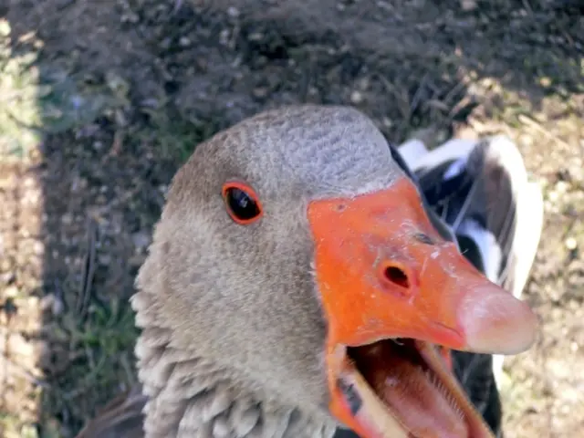 Saliva Stones: Recognizing Symptoms, Understanding Causes, and Removal Methods