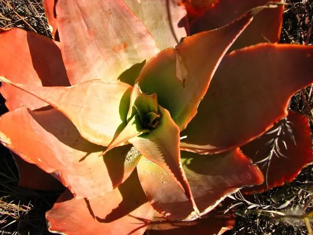 Discover the Advantages of Home-Grown Greenery: Healthful Impact of Indoor Plants