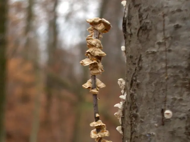 Fungi may exhibit signs of consciousness: Unraveling its implications