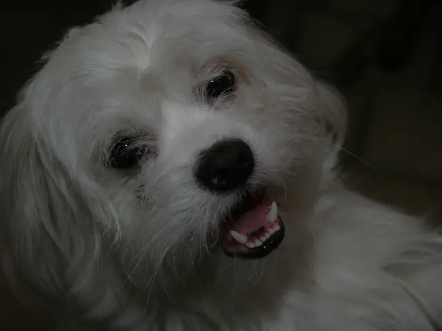 Dog Eye Discharge: Varieties, Underlying Causes, and Vet-Recommended Remedies