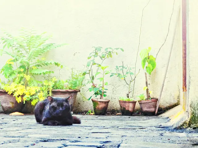 Daisies May Not Be Highly Toxic to Cats, But They Can Still Cause Harm