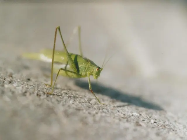 Optimizing Antiperspirant Application for Enhanced Sweat and Odor Management: Timing Matters