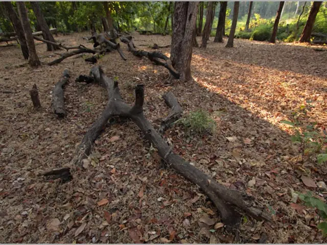 Low-Cost, High-Reward Crops: Bilwa Farming Offers Economic Opportunity on Marginal Land Farms