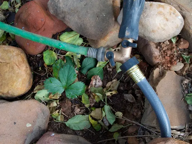 Kidneys: Their Position, Role, structure, images, and associated maladies