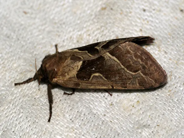 Adult anal rashes: Causes, remedies, and additional information