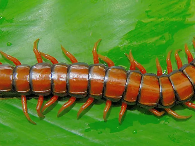 Bites from Centipedes: Understanding Symptoms and Remedies