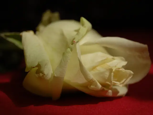 Is it safe to treat hemorrhoids manually?