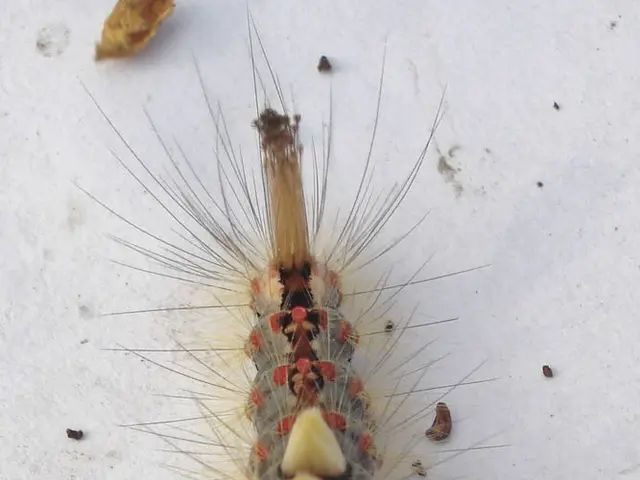 Dust Mite Attacks: Symptoms, Allergic Reactions, Remedies, and Defense Strategies