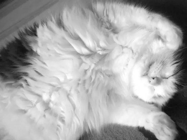 Sleep Disorder: Manifestations, Remedies, and Root Causes