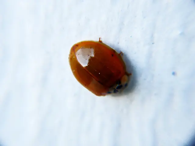 Unusual first discovery of CACH-disappearing white matter syndrome mimicking herpetic encephalitis...