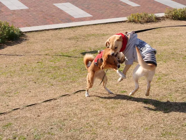 Compensation sought for elderly individuals bitten by roaming canines, according to prosecutors.