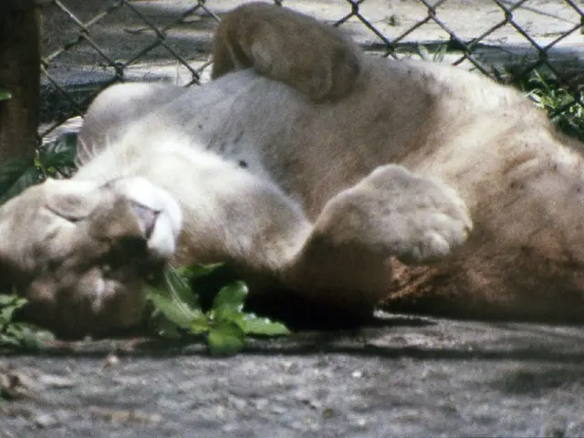Inspiring Overweight Feline Sanctuary Boosted by 16-lb Weight Loss Journey of Adopted TikTok Cat