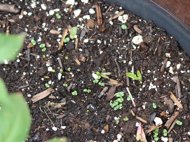 Enhancing Soil Condition for Nation's Nutritional Welfare: An All-Inclusive Strategy Establishing...