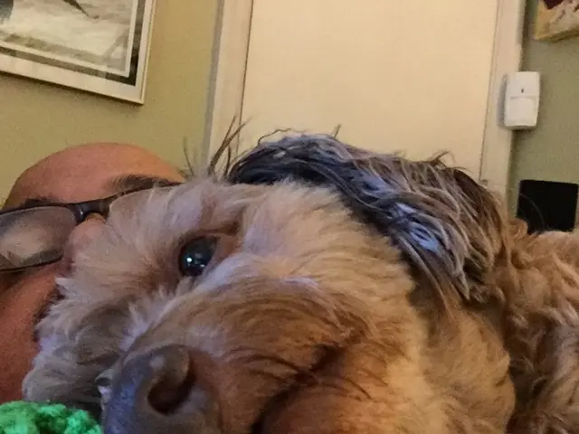 TV preferences among dogs could potentially be influenced by their distinct personalities