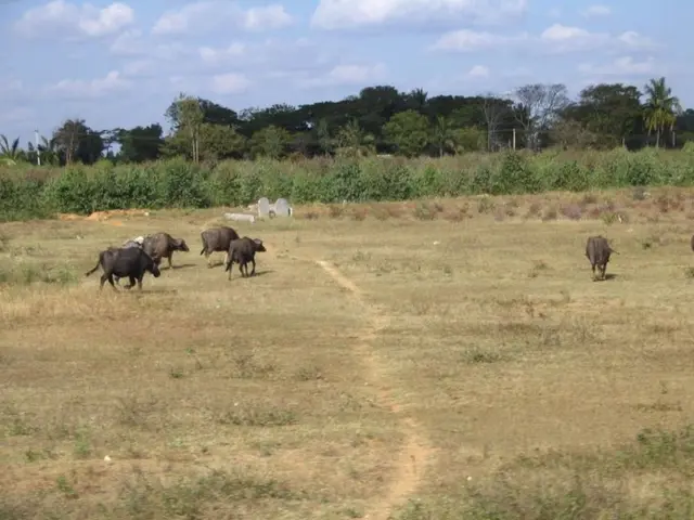 Diseases Transmitted by Ticks and Their Causes