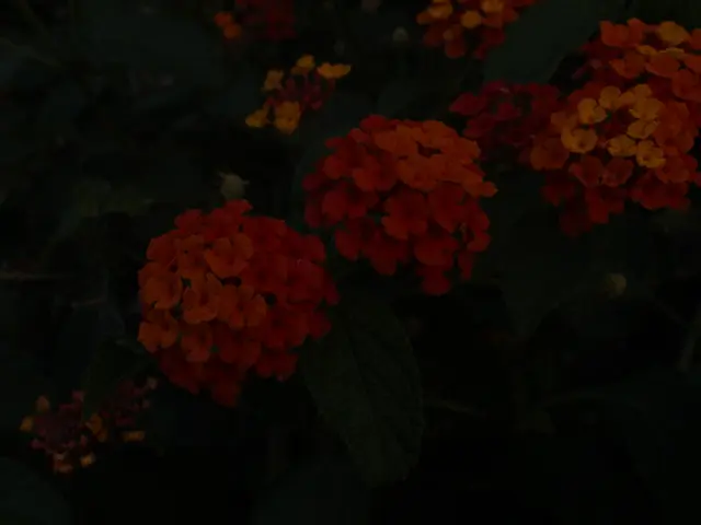 List of Seven Harmful Plants to Maintain a Safe Distance From