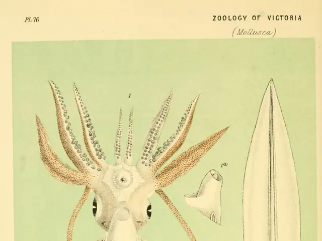 Marine Biologist John Bennett scrutinizes a giant squid of adult size, inadvertently captured by...