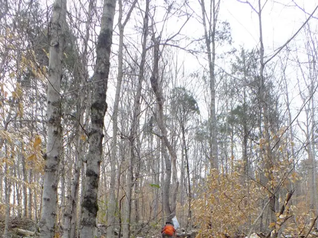 Massive potential for Amazon forest deterioration if worldwide warming surpasses 1.5°C threshold