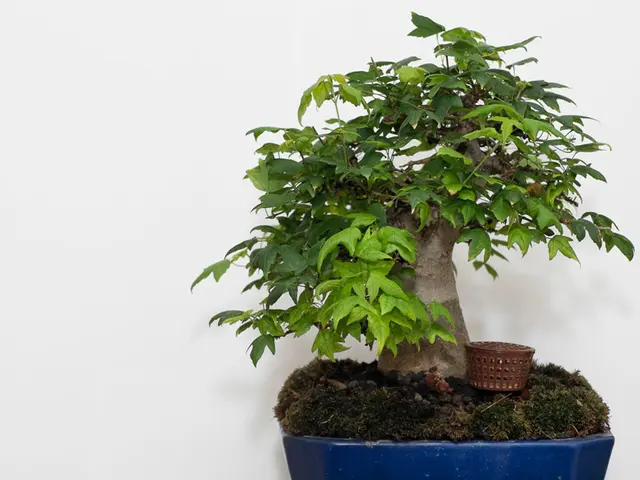 Bonsai Leaf Drop: Identifying Reasons and Fixing Issues