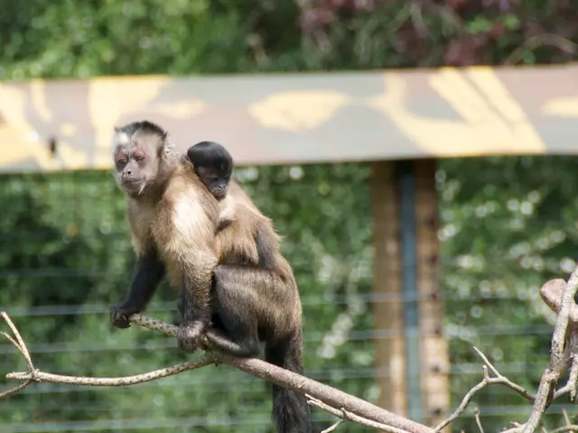 Captive Capuchin Monkeys are Kidnapping Infant Howler Monkeys in a Mysterious, Dangerous Emerging...