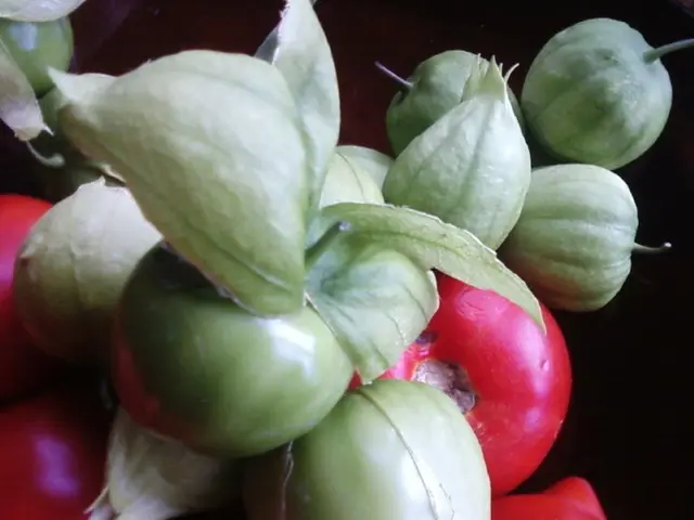 Nutrient-Rich Innovation: Microgreens Emerge as the Next Nutritional Phenomenon