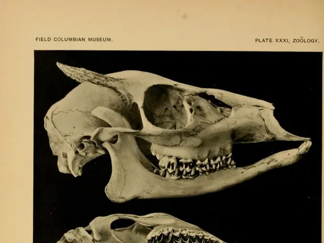 Mastering Your Mind's Mysteries: Strategies for Maintaining Cognitive Health Over Extended Years