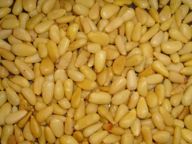 Catastrophe looms as a nuclear winter may wipe out 87% of global corn production, leading to a...