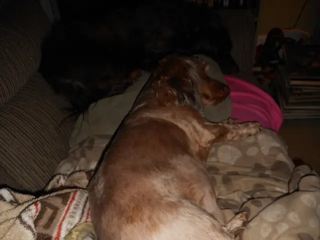 Recognize Pet Heat Exhaustion Early to Save Them and You from Costly Consequences