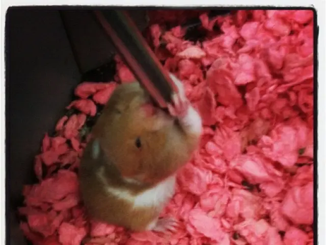 Rodent Assaults and Interpreting the Significance